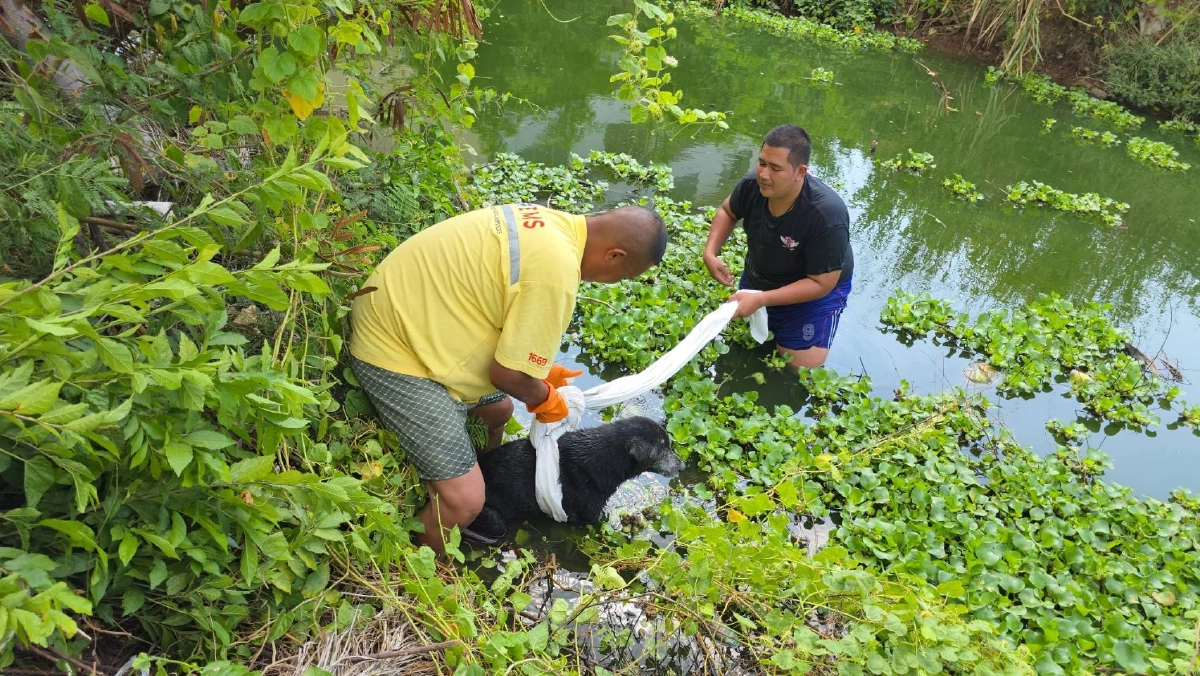 กู้ภัยสัตหีบ โดดน้ำช่วยชีวิต หมาจร ตกใจเสียงพลุ วิ่งเตลิดลงน้ำ