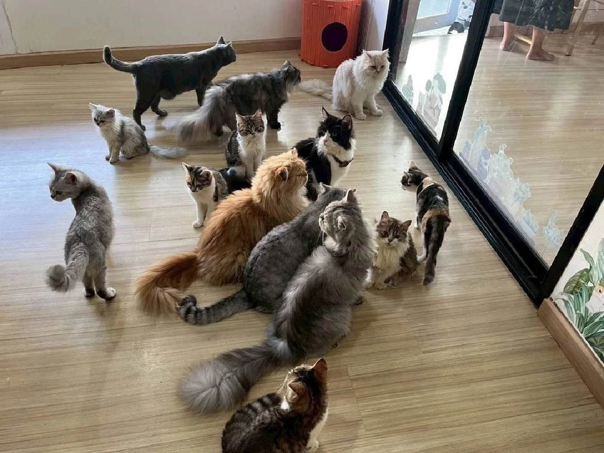 อัปเดตล่าสุด คาเฟ่แมวบางเขน ถูกร้องเรียน ยุติประกอบกิจการแล้ว