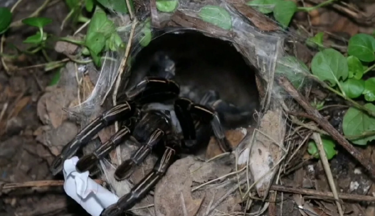 โค้งสุดท้าย เลขเด็ด 2/1/69 'ปิดทอง-พญาบึ้ง-หลวงปู่' คอหวยส่องกันยัง