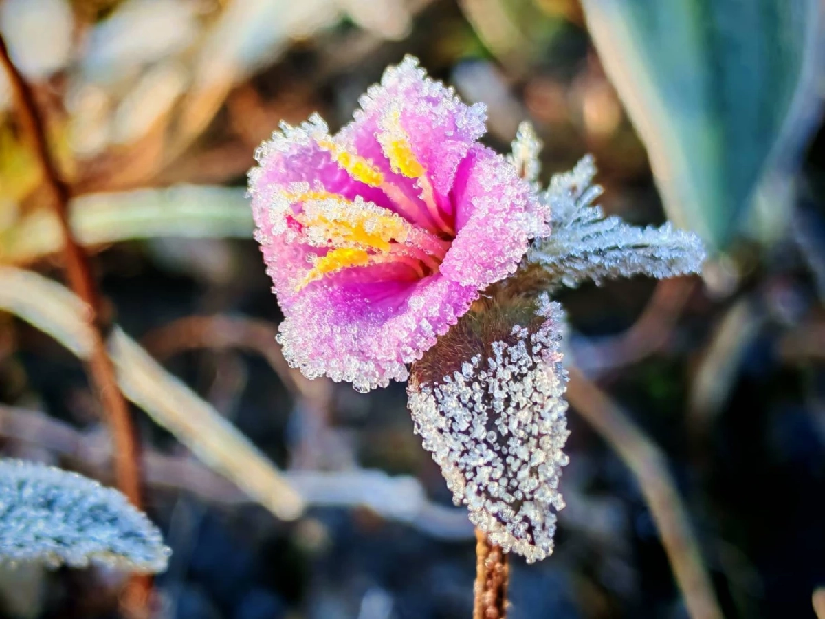 หนาวสุดในรอบ 10 ปี ภูหลวงติดลบ -8 องศาฯ แม่คะนิ้งโผล่พรึ่บทั่วภู
