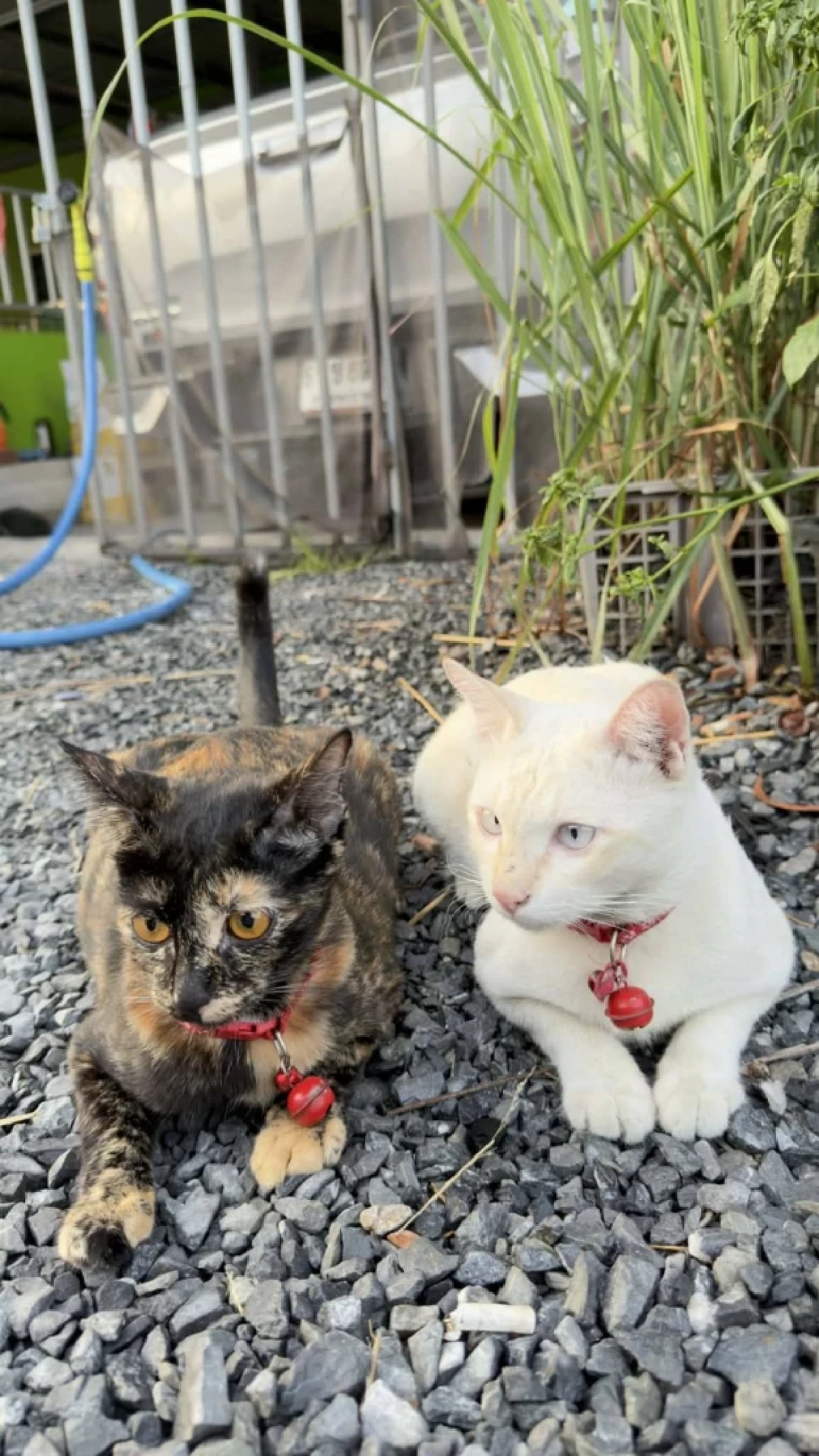 จบภารกิจ! ตำรวจทางหลวง ช่วยแมวแม่ลูก พลัดหลง กลับสู่อ้อมอกเจ้าของ