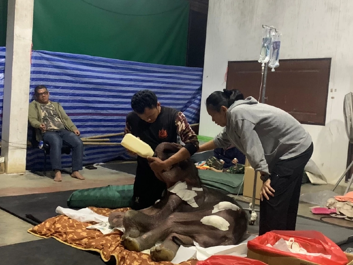 แฟนคลับเศร้า! "พังข้าวต้ม" กลับดาวช้าง เผยอาการก่อนจากไป