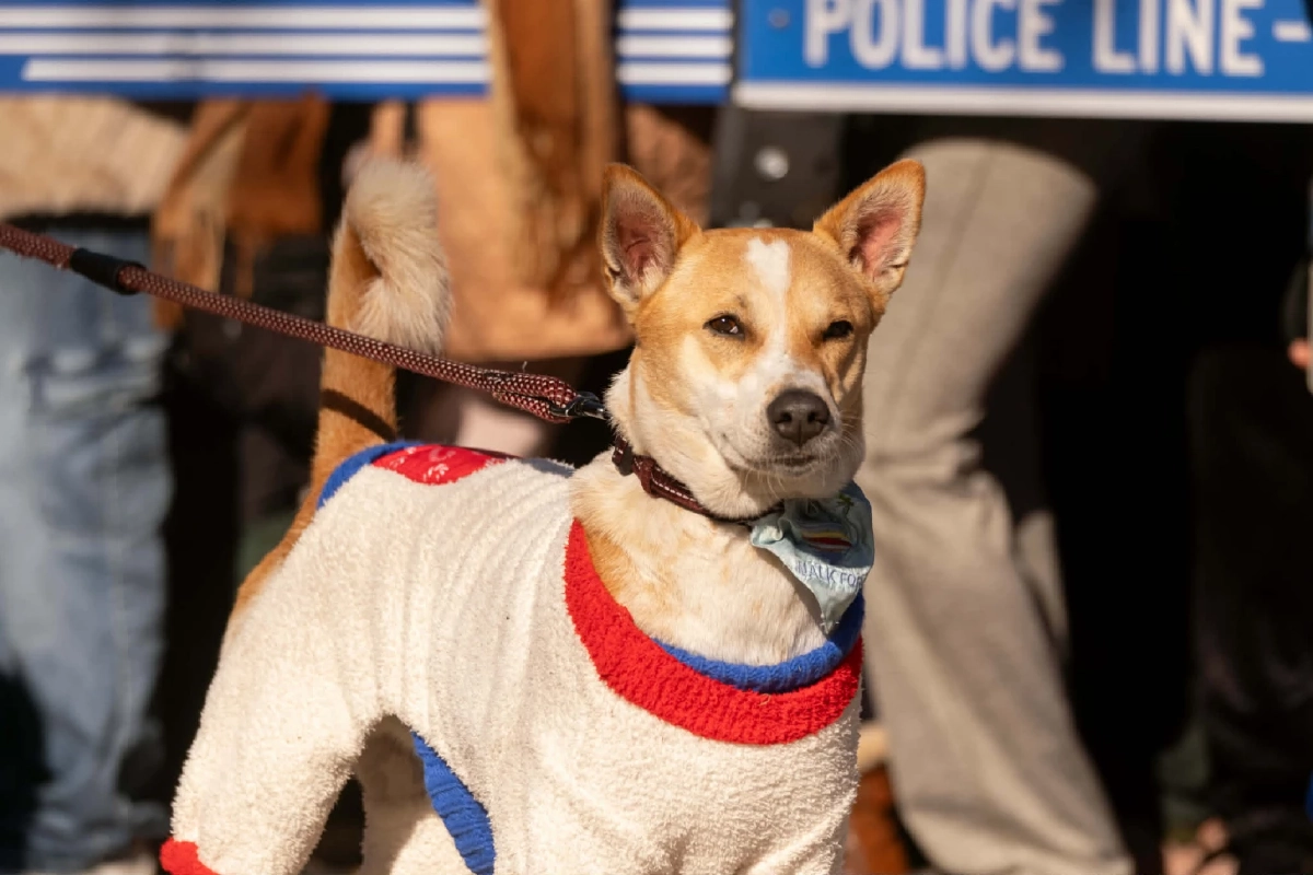 ไวรัลแห่งศรัทธา "Walk for Peace" คณะพระสงฆ์ ธุดงค์ 2,300 ไมล์ ทั่วอเมริกา