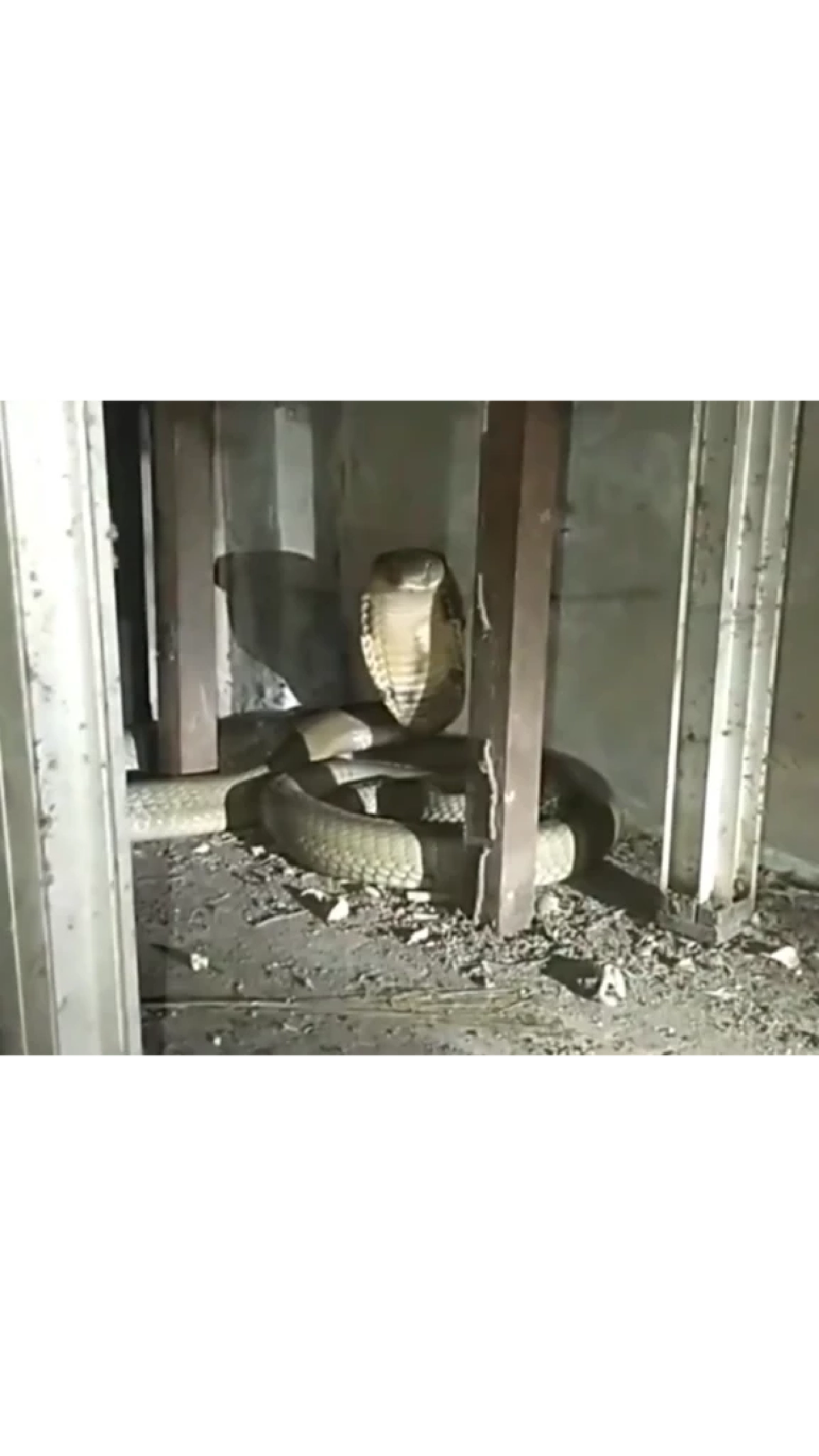 เลขเด็ดงวดนี้ เปิด "เลขที่บ้าน" งูจงอางยักษ์ ยาว 3 เมตร เลื้อยขดตัวซุกข้างเครื่องซักผ้า