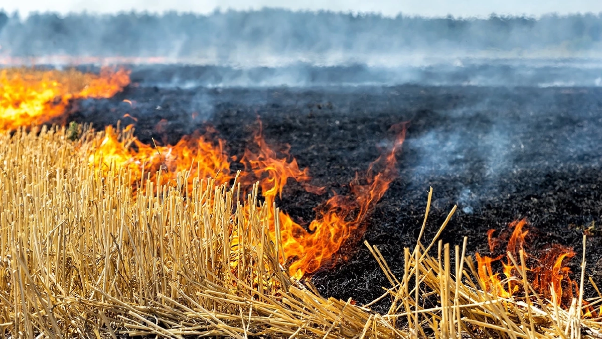 เช็กโทษ! ลอบเผาในที่โล่งและเขตควบคุม ปรับหลักแสน ติดคุกหลักปี