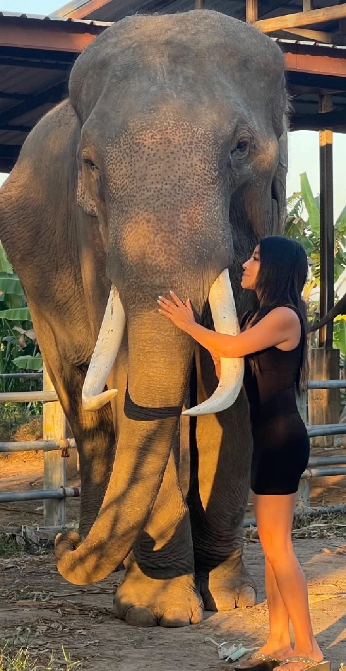 อยากให้มีความยุติธรรม "ปลา บลา บลา" รับไม่ได้ "ช้างสีดอหูพับ" เสียชีวิต