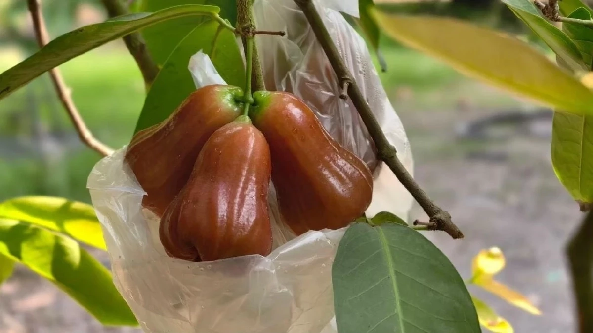 "ชมพู่คลองหาด" ขึ้นทะเบียนเป็นสินค้า GI  จ. สระแก้ว สร้างมูลค่ากว่า 70 ล้านต่อปี