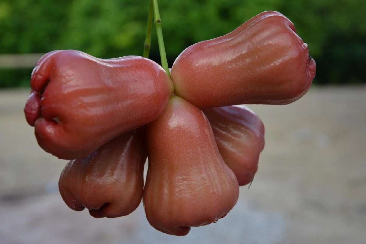 "ชมพู่คลองหาด" ขึ้นทะเบียนเป็นสินค้า GI  จ. สระแก้ว สร้างมูลค่ากว่า 70 ล้านต่อปี