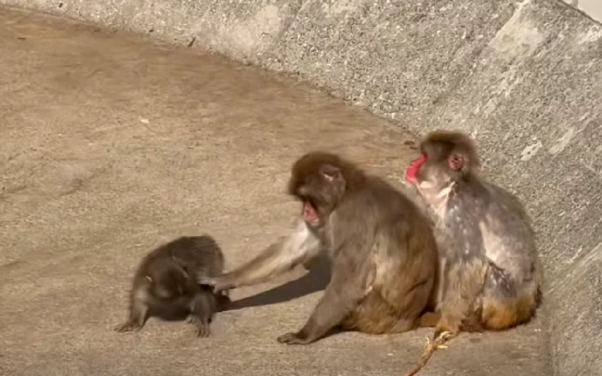 "พั้นช์คุง" ลิงน้อยแม่ไม่รัก ฝูงไม่เอา มีเพียง "ตุ๊กตา" เป็นอ้อมกอดแทนแม่