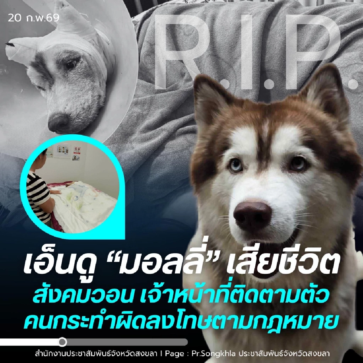 สัตวแพทย์ เปิดรายละเอียดการรักษา "น้องมอลลี่" เผยสาเหตุ เสียชีวิต