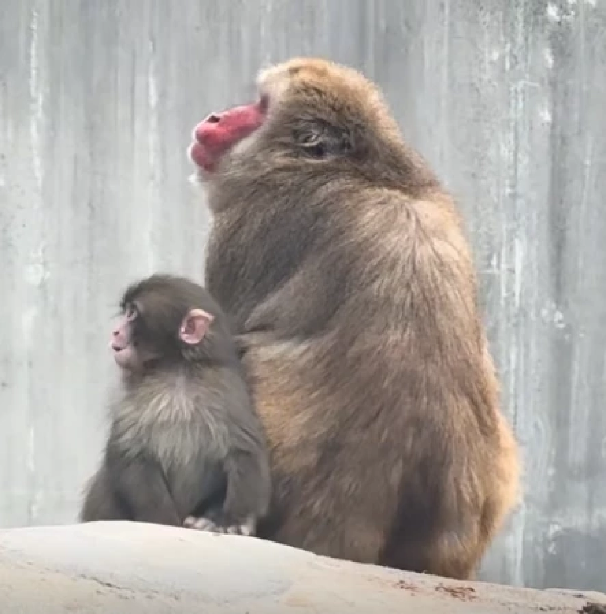 "พั้นช์คุง" ลิงน้อยแม่ไม่รัก ฝูงไม่เอา มีเพียง "ตุ๊กตา" เป็นอ้อมกอดแทนแม่