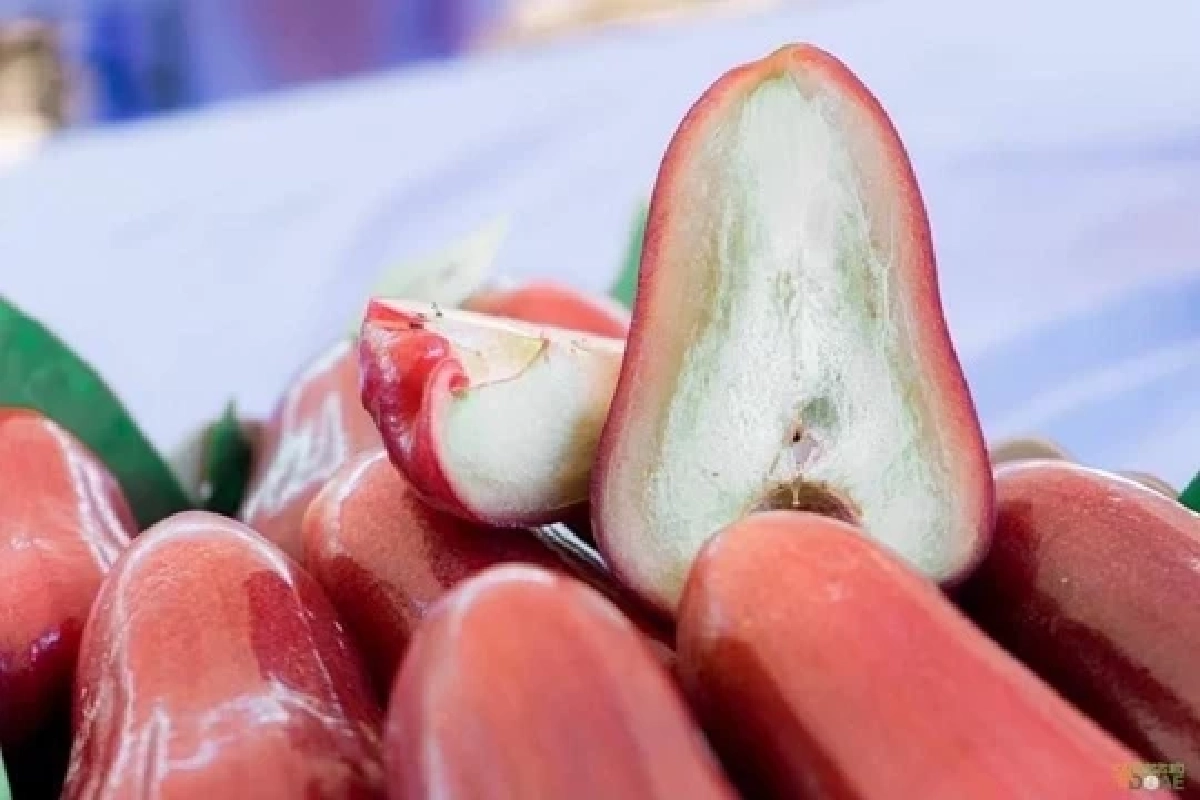 "ชมพู่คลองหาด" ขึ้นทะเบียนเป็นสินค้า GI  จ. สระแก้ว สร้างมูลค่ากว่า 70 ล้านต่อปี