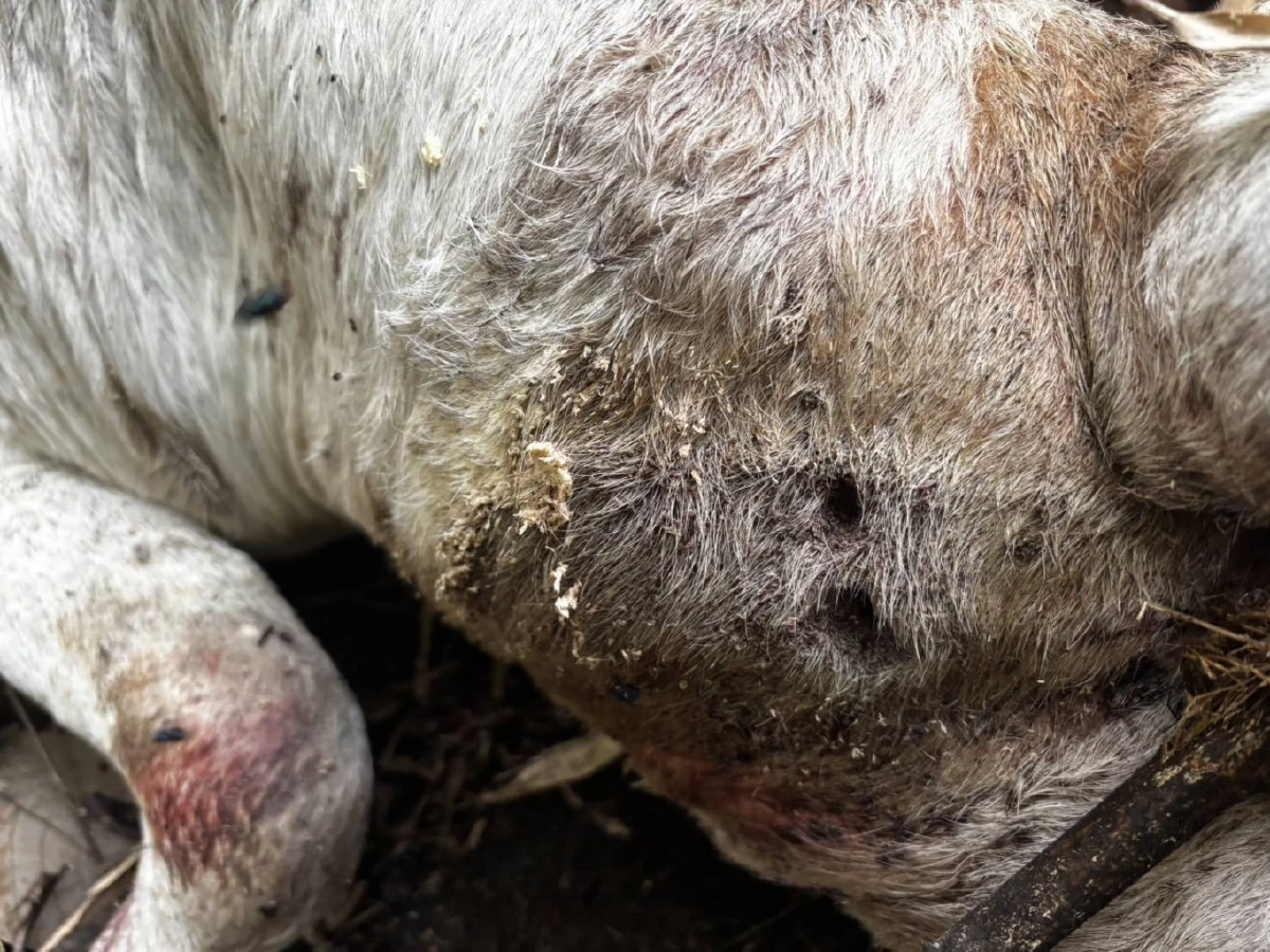 เตือนชาวเชียงใหม่เลี่ยงป่าดอยอินทนนท์ พบ "เสือโคร่ง" ขย้ำวัว 3 ศพ