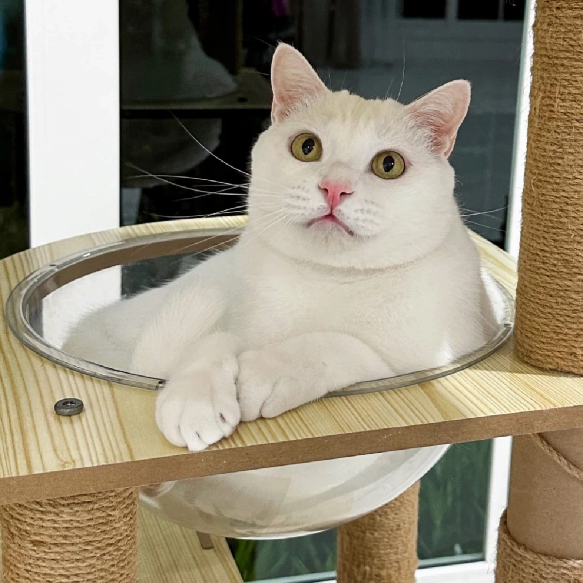 ชัดแล้ว! สาเหตุเสียชีวิต "ไข่ขาว" แมวเซเลบชื่อดัง เกิดจากอะไร