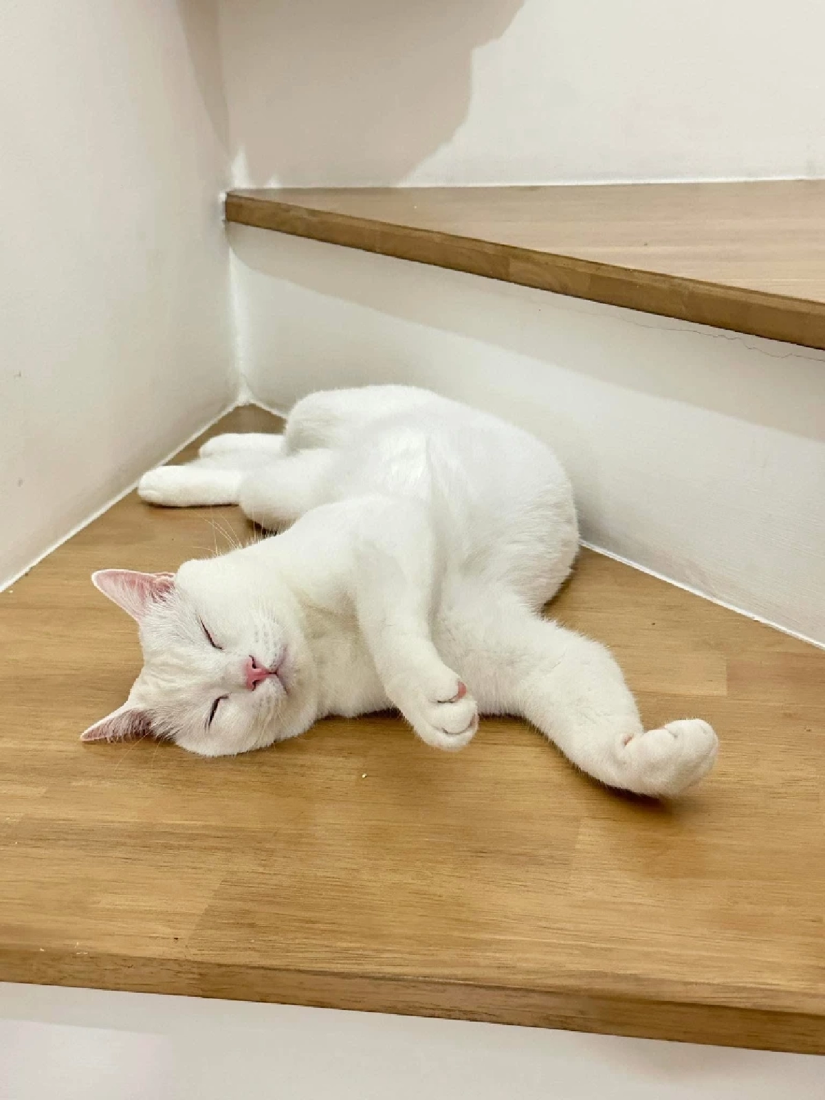 ชัดแล้ว! สาเหตุเสียชีวิต "ไข่ขาว" แมวเซเลบชื่อดัง เกิดจากอะไร