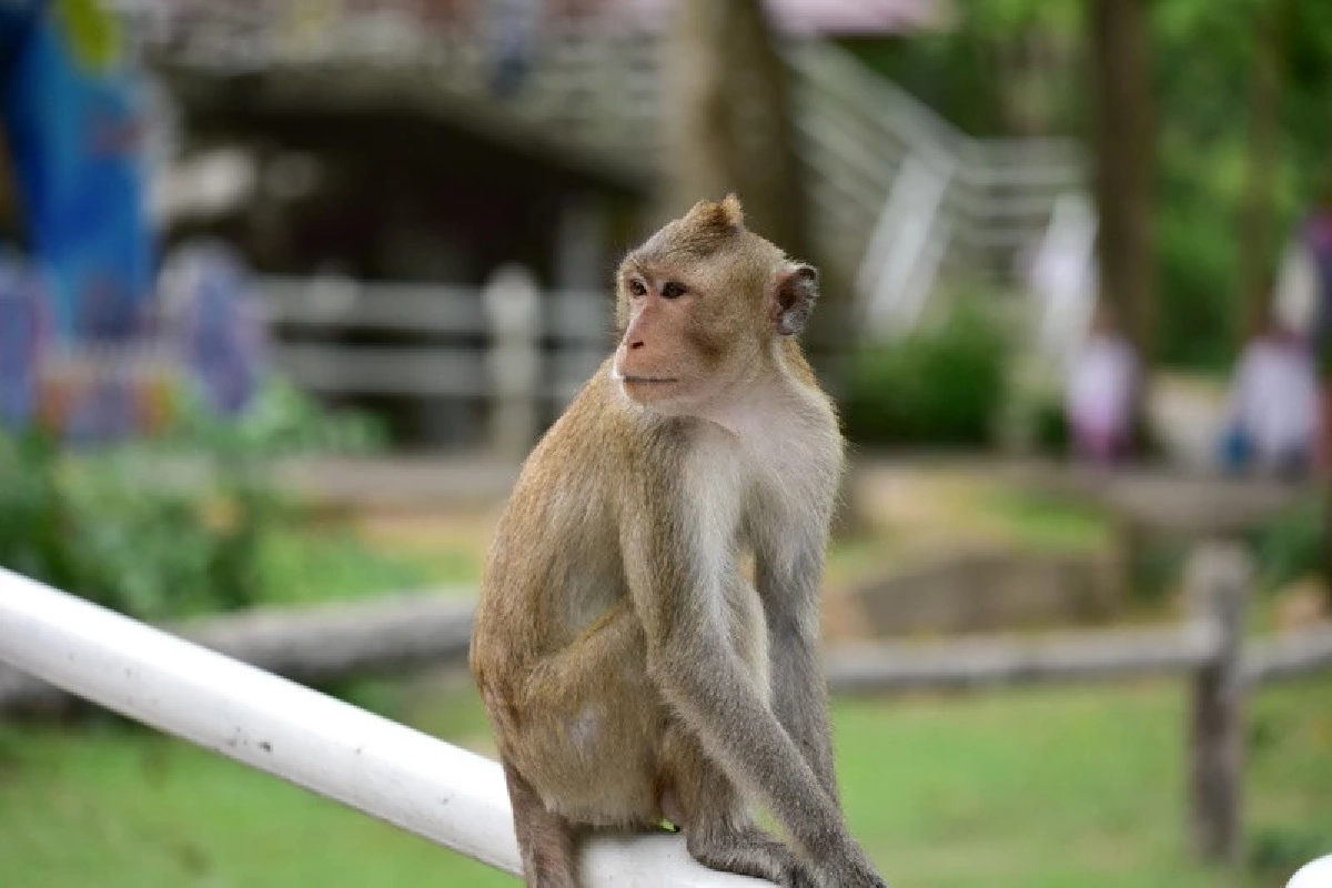 เปิดสถิติฝีดาษวานรปี 69 พบผู้ป่วยใหม่ในไทย 9 รายในเดือนเดียว