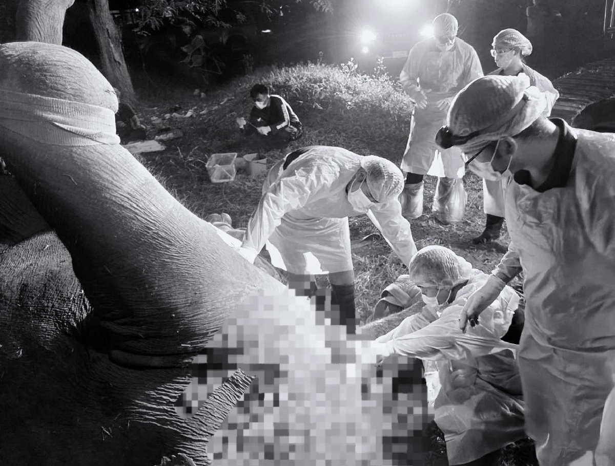"ตาหวาน" แม่ช้างป่าเขาฉกรรจ์ ล้มแล้ว สัตวแพทย์ เร่งผ่าชันสูตร