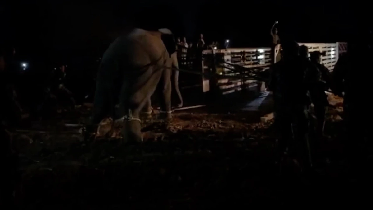 ทีมสัตวแพทย์ ตั้งโต๊ะแถลง เปิดไทม์ไลน์ ยิงยาซึม "สีดอหูพับ" กี่ครั้ง