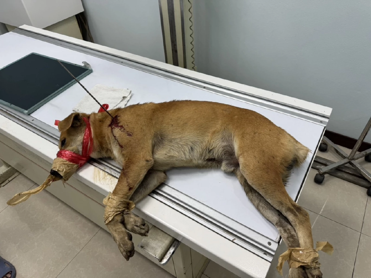 จิตใจทำด้วยอะไร? ยิงลูกดอกใส่หมา ยัดกระสอบทิ้งป่าไผ่