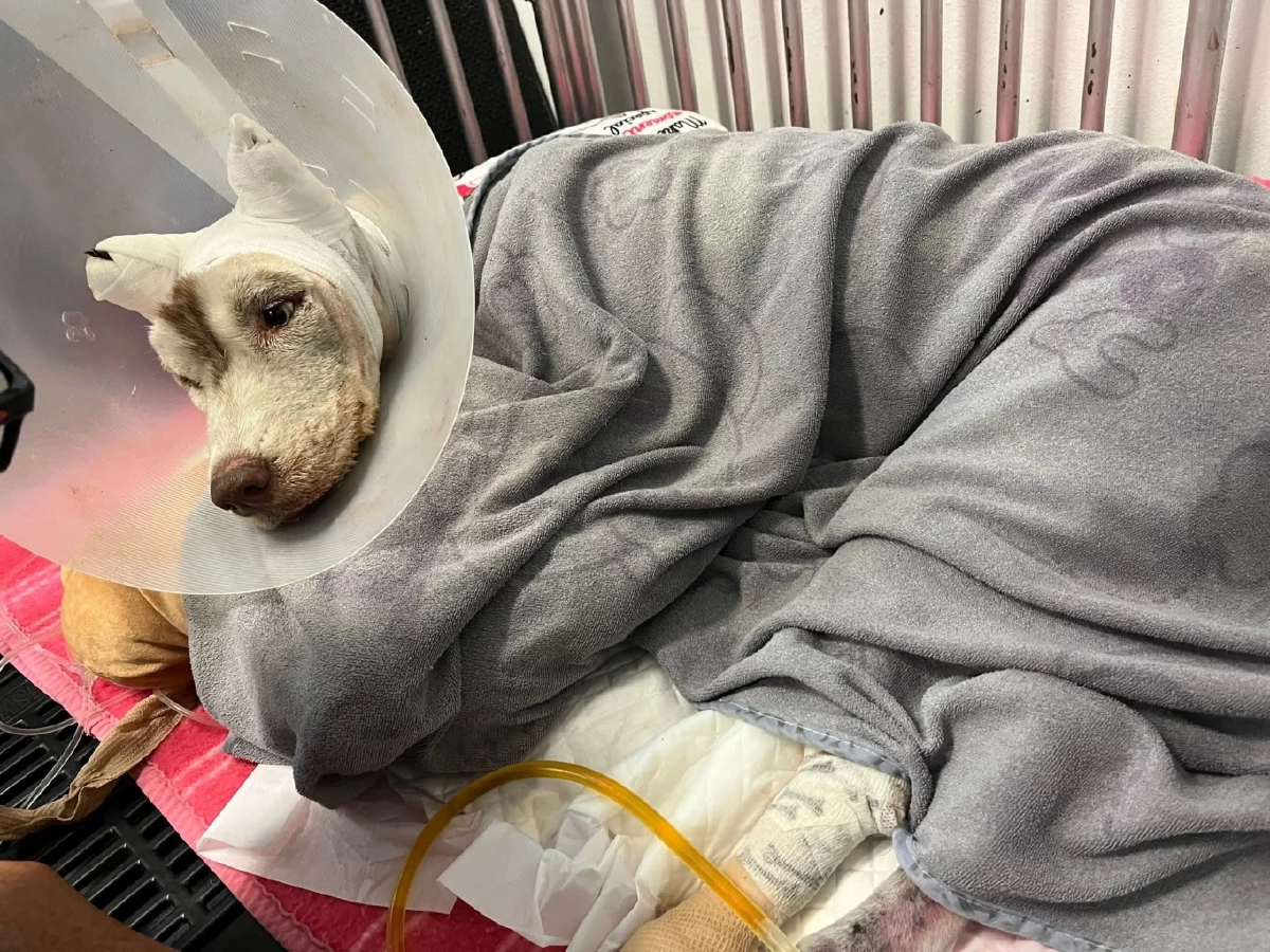 “เจ้ามอลลี่” กลับดาวหมาแล้ว  หลังถูกคนร้ายราดน้ำมันจุดไฟเผา