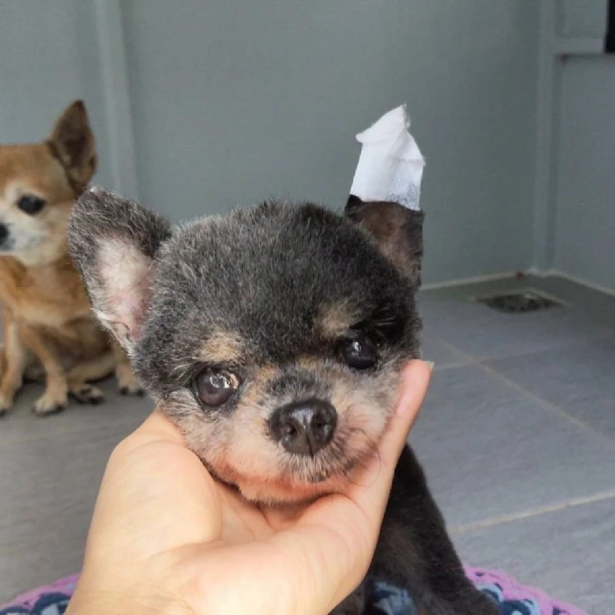 โกรธตัวสั่น ‘หนูเล็ก ก่อนบ่าย’  ร้านตัดขนทำชุ่ย ตัดหูลูกรักขาดลึก 2 เซน