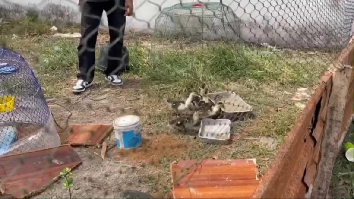 คืบคดี 'มอลลี่' ไซบีเรียนถูกจุดไฟเผาทั้งเป็น ล่าสุดอาการยังโคม่าระดับ 5