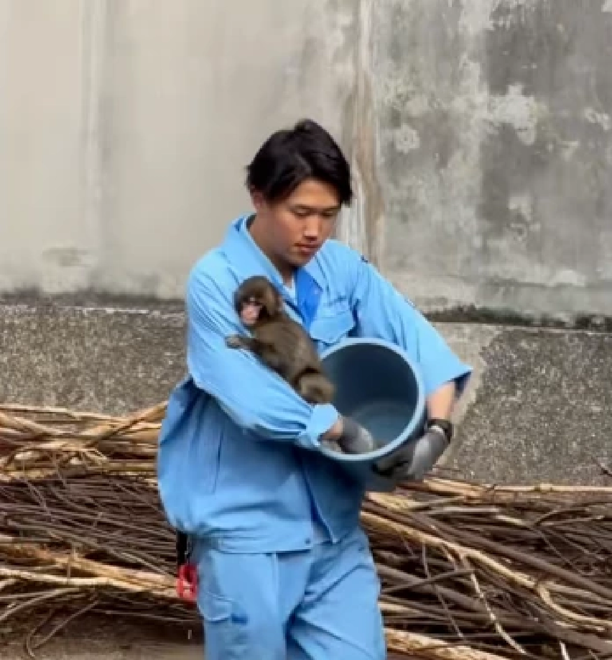 "พั้นช์คุง" ลิงน้อยแม่ไม่รัก ฝูงไม่เอา มีเพียง "ตุ๊กตา" เป็นอ้อมกอดแทนแม่