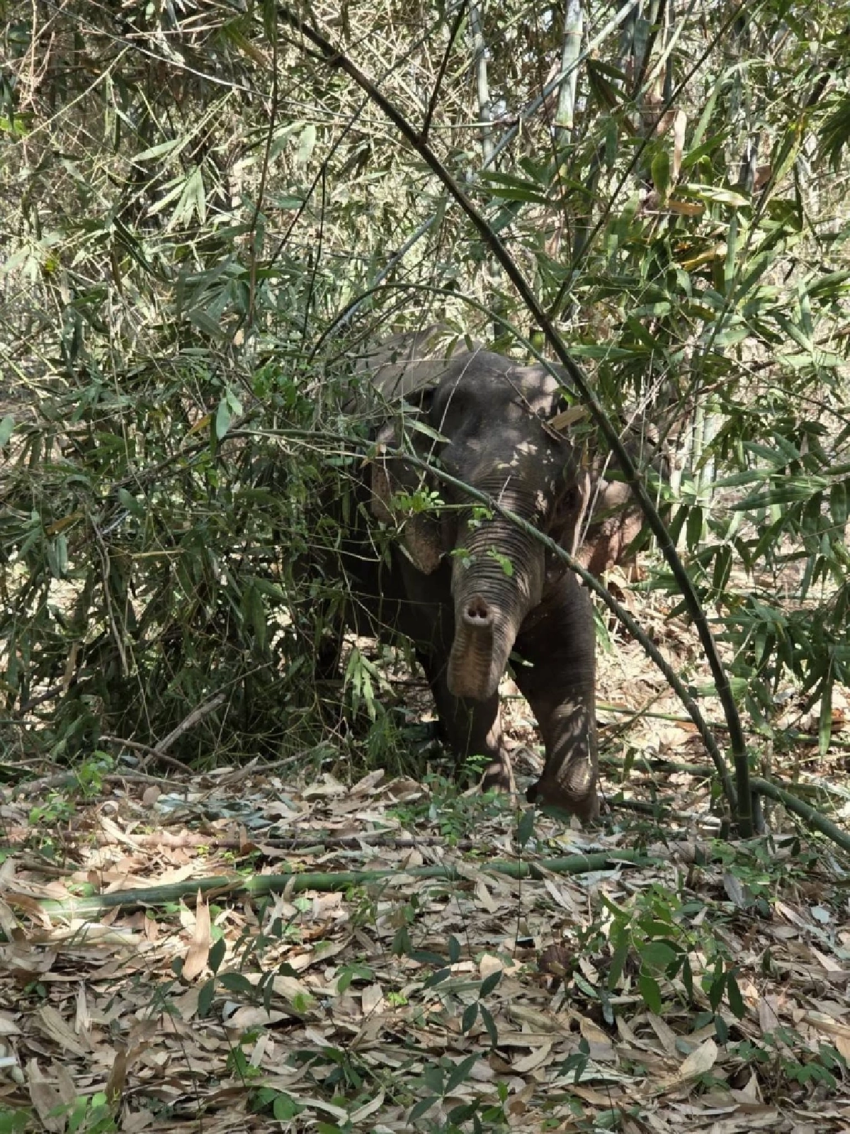 "ตาหวาน" แม่ช้างป่าเขาฉกรรจ์ ล้มแล้ว สัตวแพทย์ เร่งผ่าชันสูตร