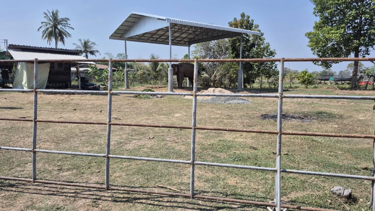 สาเหตุแท้จริง "พลายเพชรอุทัย" ทำร้ายควาญช้าง บาดเจ็บสาหัส