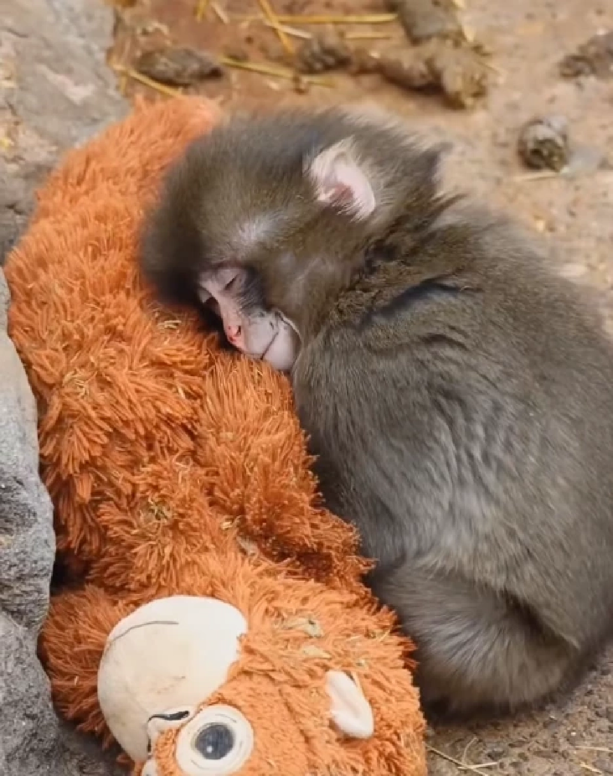 "พั้นช์คุง" ลิงน้อยแม่ไม่รัก ฝูงไม่เอา มีเพียง "ตุ๊กตา" เป็นอ้อมกอดแทนแม่