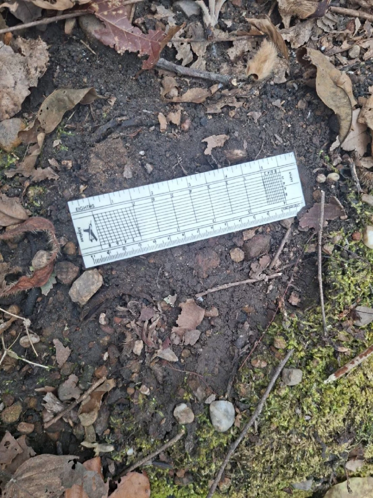 เตือนชาวเชียงใหม่เลี่ยงป่าดอยอินทนนท์ พบ "เสือโคร่ง" ขย้ำวัว 3 ศพ