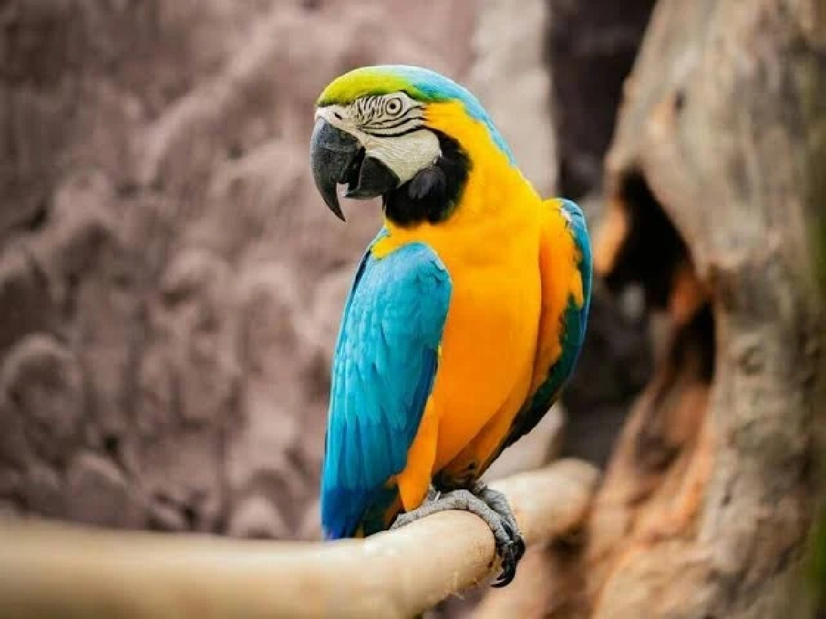 รู้จัก "โรคไข้นกแก้ว" หลังพบผู้ติดเชื้อในไทย เช็คอาการเสี่ยง-วิธีรับมือ