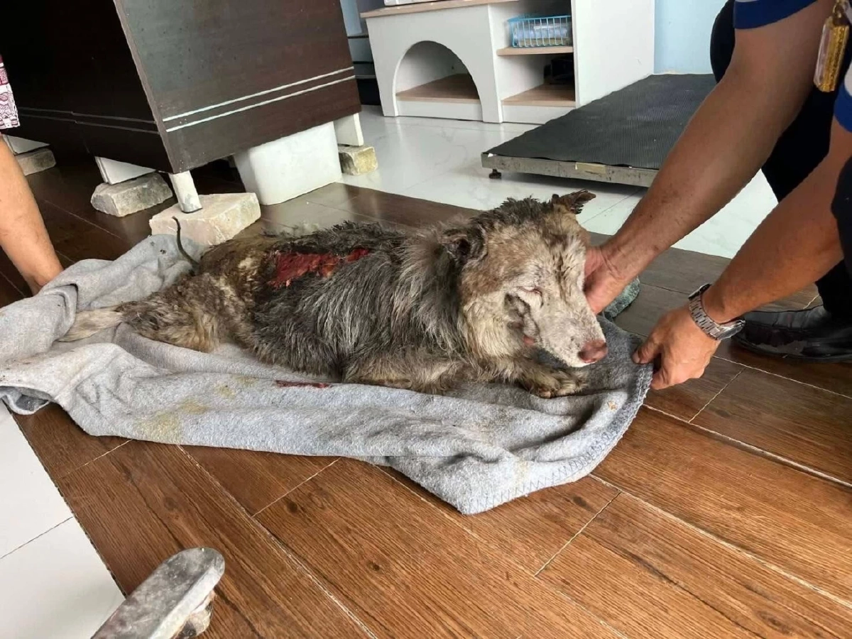 คืบคดี 'มอลลี่' ไซบีเรียนถูกจุดไฟเผาทั้งเป็น ล่าสุดอาการยังโคม่าระดับ 5