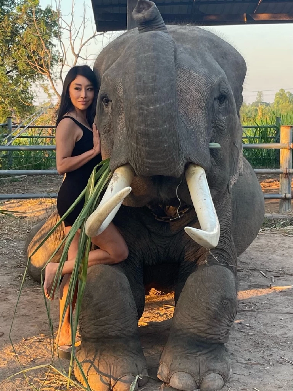 อยากให้มีความยุติธรรม "ปลา บลา บลา" รับไม่ได้ "ช้างสีดอหูพับ" เสียชีวิต