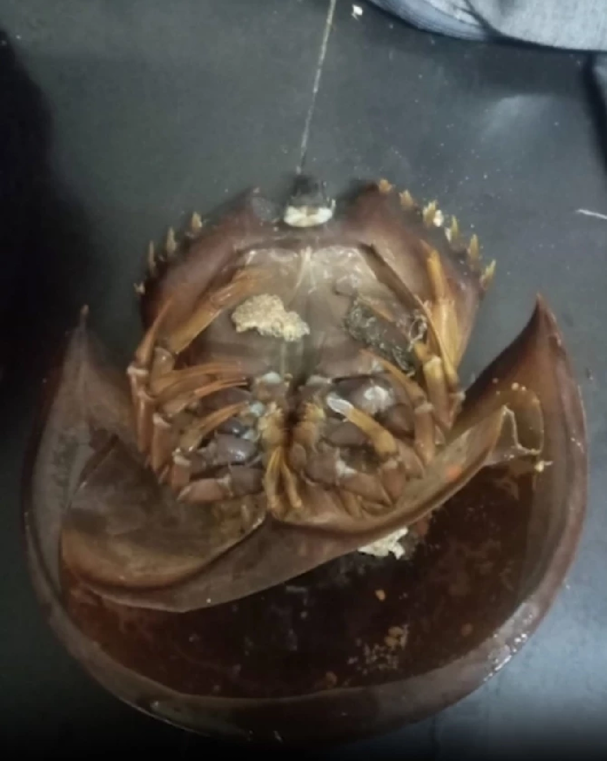 นาทีเฉียดตุย สาวเปิบยำไข่แมงดา 2 คำ ช็อกหมดสติ-ชีพจรหยุดเต้น เข้า ICU