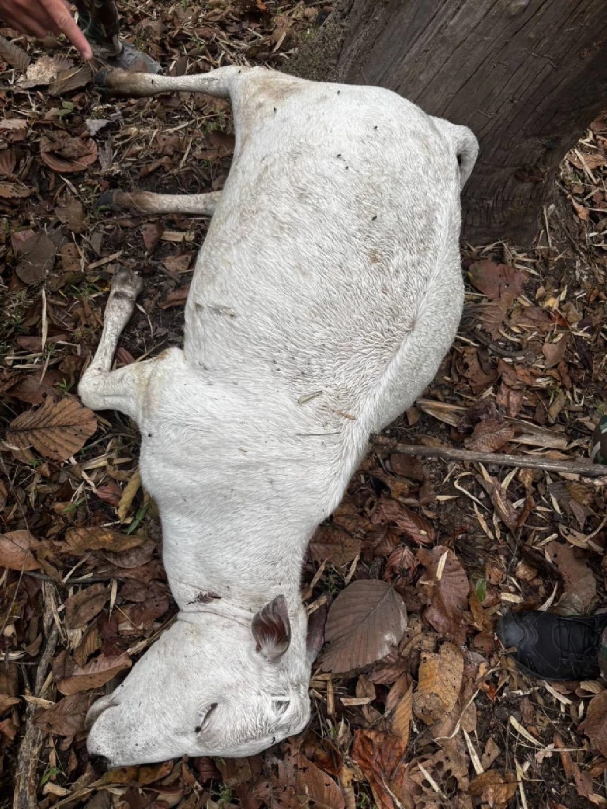 เตือนชาวเชียงใหม่เลี่ยงป่าดอยอินทนนท์ พบ "เสือโคร่ง" ขย้ำวัว 3 ศพ