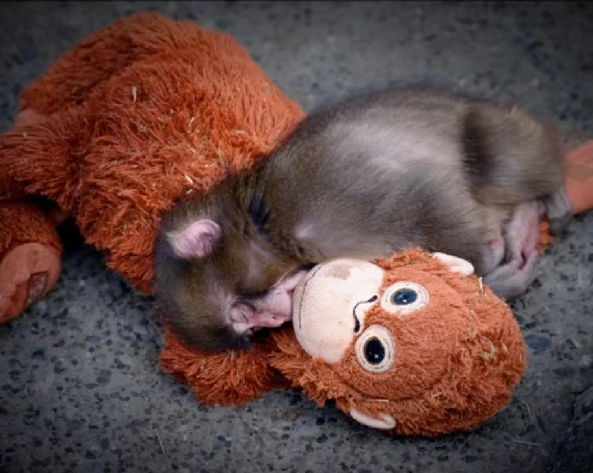 "พั้นช์คุง" ลิงน้อยแม่ไม่รัก ฝูงไม่เอา มีเพียง "ตุ๊กตา" เป็นอ้อมกอดแทนแม่