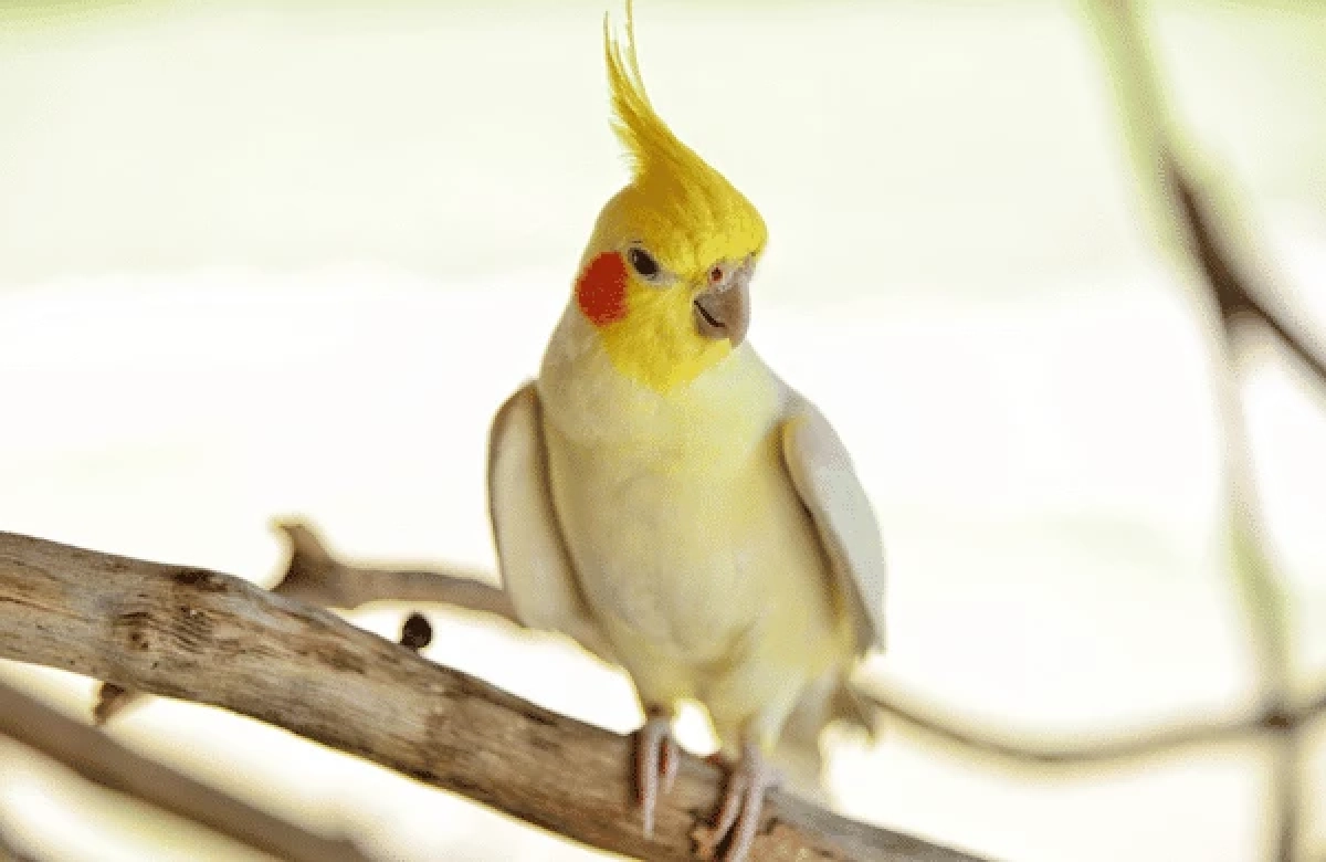 รู้จัก "โรคไข้นกแก้ว" หลังพบผู้ติดเชื้อในไทย เช็คอาการเสี่ยง-วิธีรับมือ