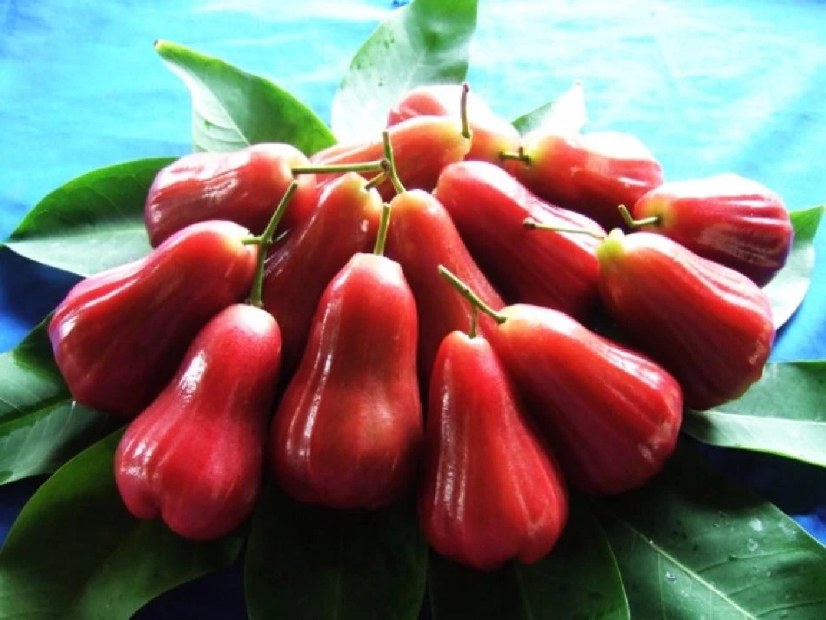 "ชมพู่คลองหาด" ขึ้นทะเบียนเป็นสินค้า GI  จ. สระแก้ว สร้างมูลค่ากว่า 70 ล้านต่อปี