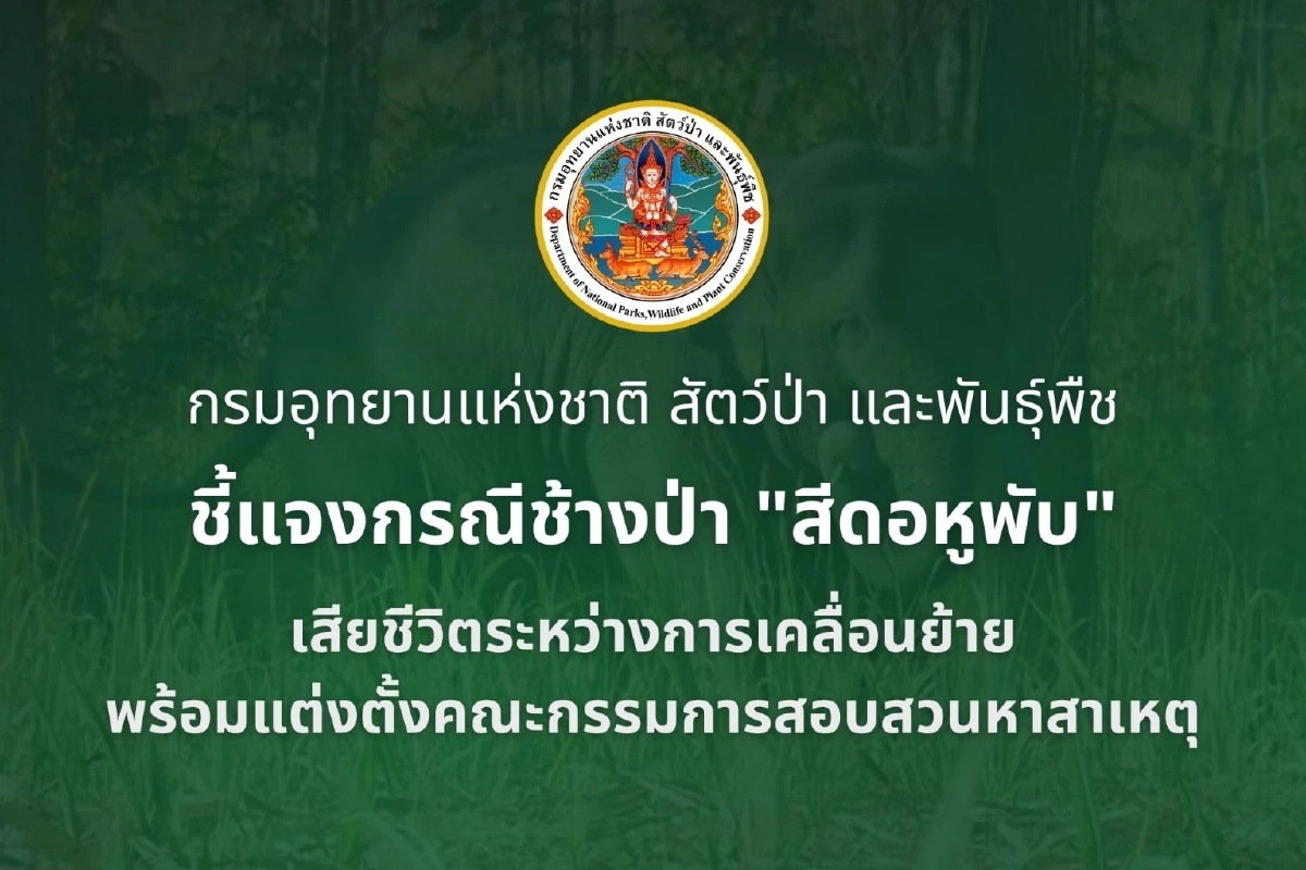กรมอุทยานฯ ชี้แจง ช้างป่า "สีดอหูพับ" เสียชีวิตระหว่างเคลื่อนย้าย
