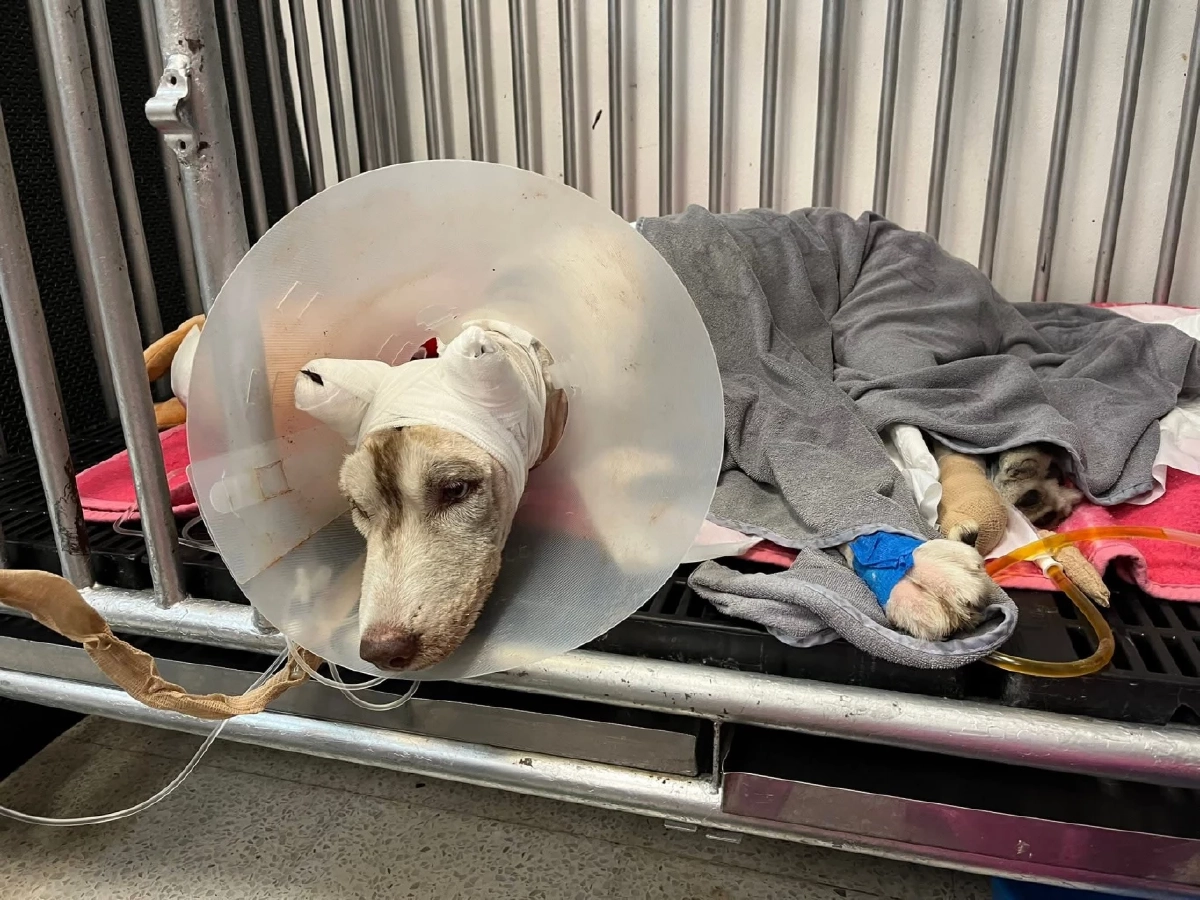 “เจ้ามอลลี่” กลับดาวหมาแล้ว  หลังถูกคนร้ายราดน้ำมันจุดไฟเผา