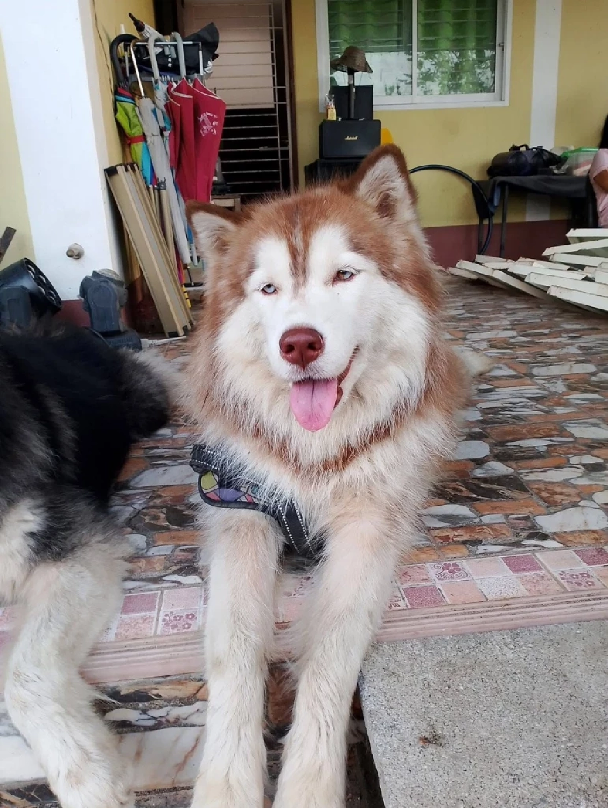 เปิดคำสารภาพ ชาย 56 ปี ราดน้ำมัน จุดไฟเผา “มอลลี่” สุนัขไซบีเรียน