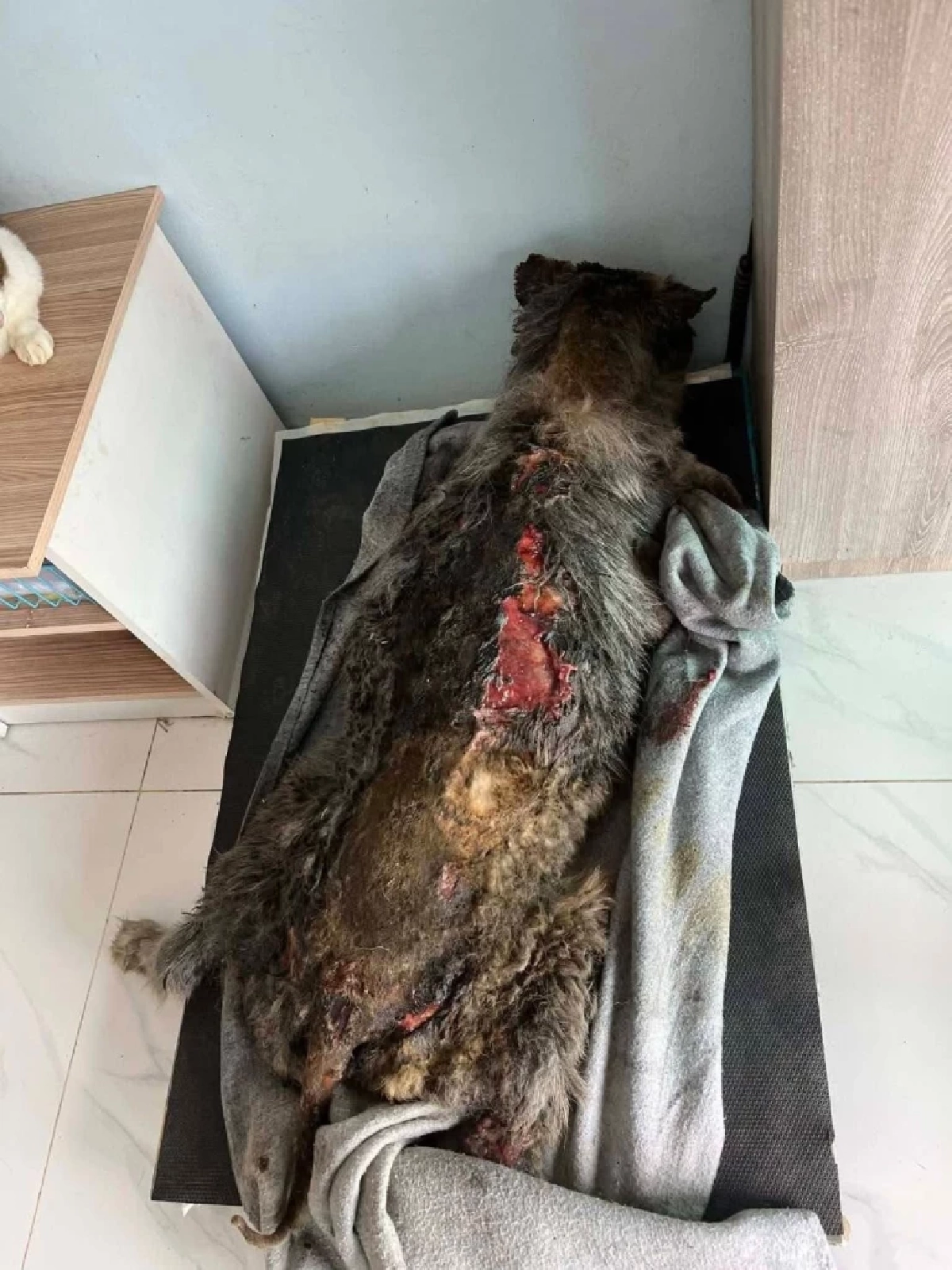 คืบคดี 'มอลลี่' ไซบีเรียนถูกจุดไฟเผาทั้งเป็น ล่าสุดอาการยังโคม่าระดับ 5