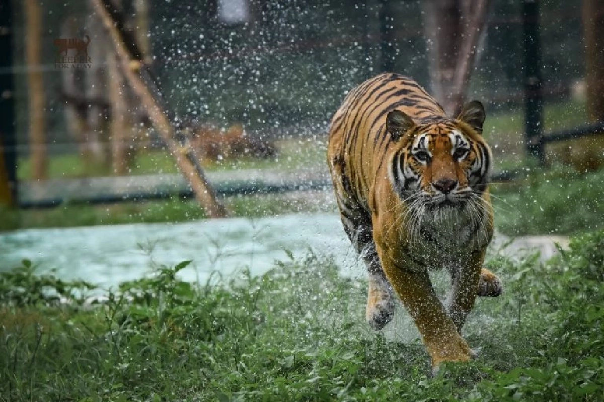 "ทราย สก็อต" ติงการเลี้ยงเสือในพื้นที่ปิด ถามซากสัตว์ไปไหนต่อ?