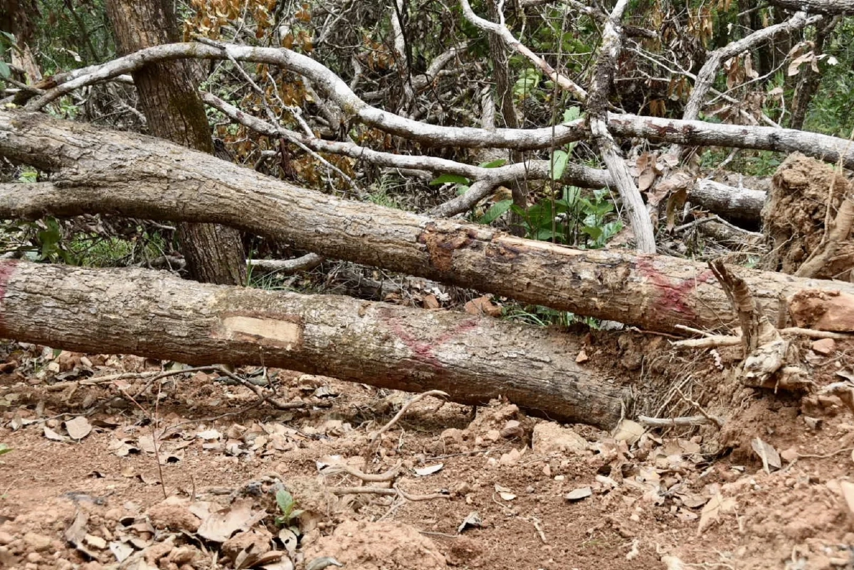 สั่งปิดถนนปริศนากลางป่า แฉขบวนการหลอกชาวบ้านสร้างถนน อ้างมีงบหลวง
