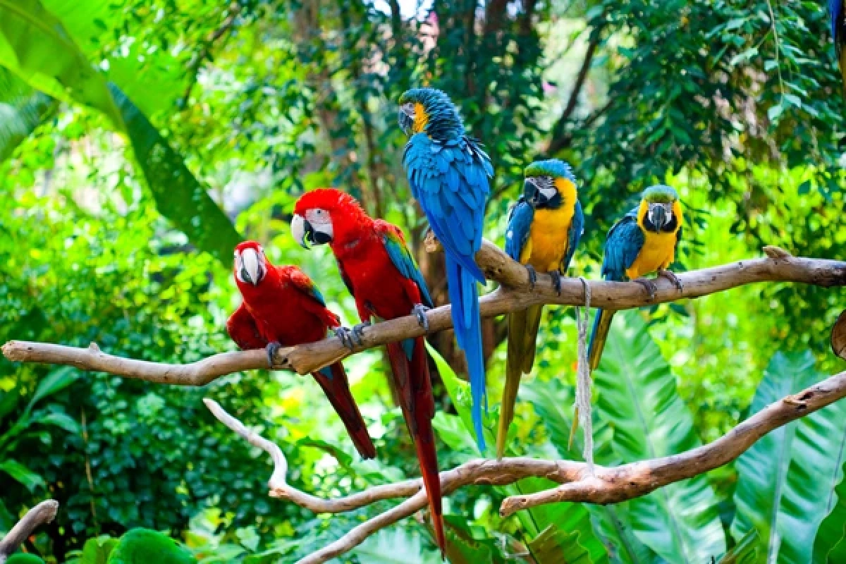 รู้จัก "โรคไข้นกแก้ว" หลังพบผู้ติดเชื้อในไทย เช็คอาการเสี่ยง-วิธีรับมือ