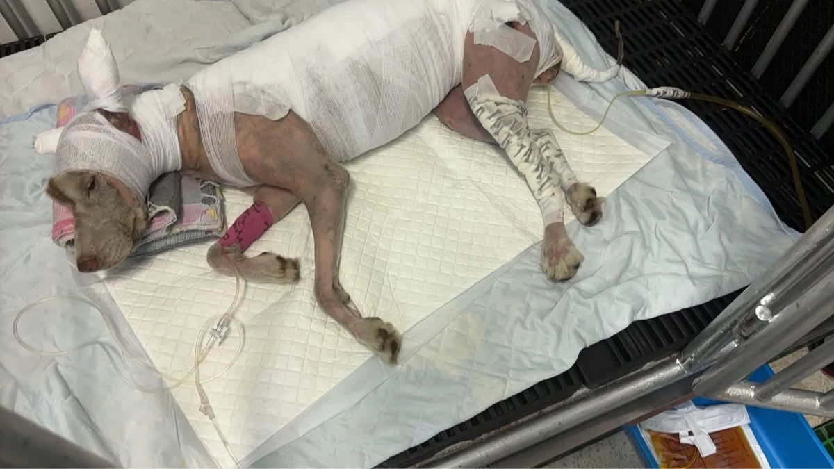 คืบคดี 'มอลลี่' ไซบีเรียนถูกจุดไฟเผาทั้งเป็น ล่าสุดอาการยังโคม่าระดับ 5