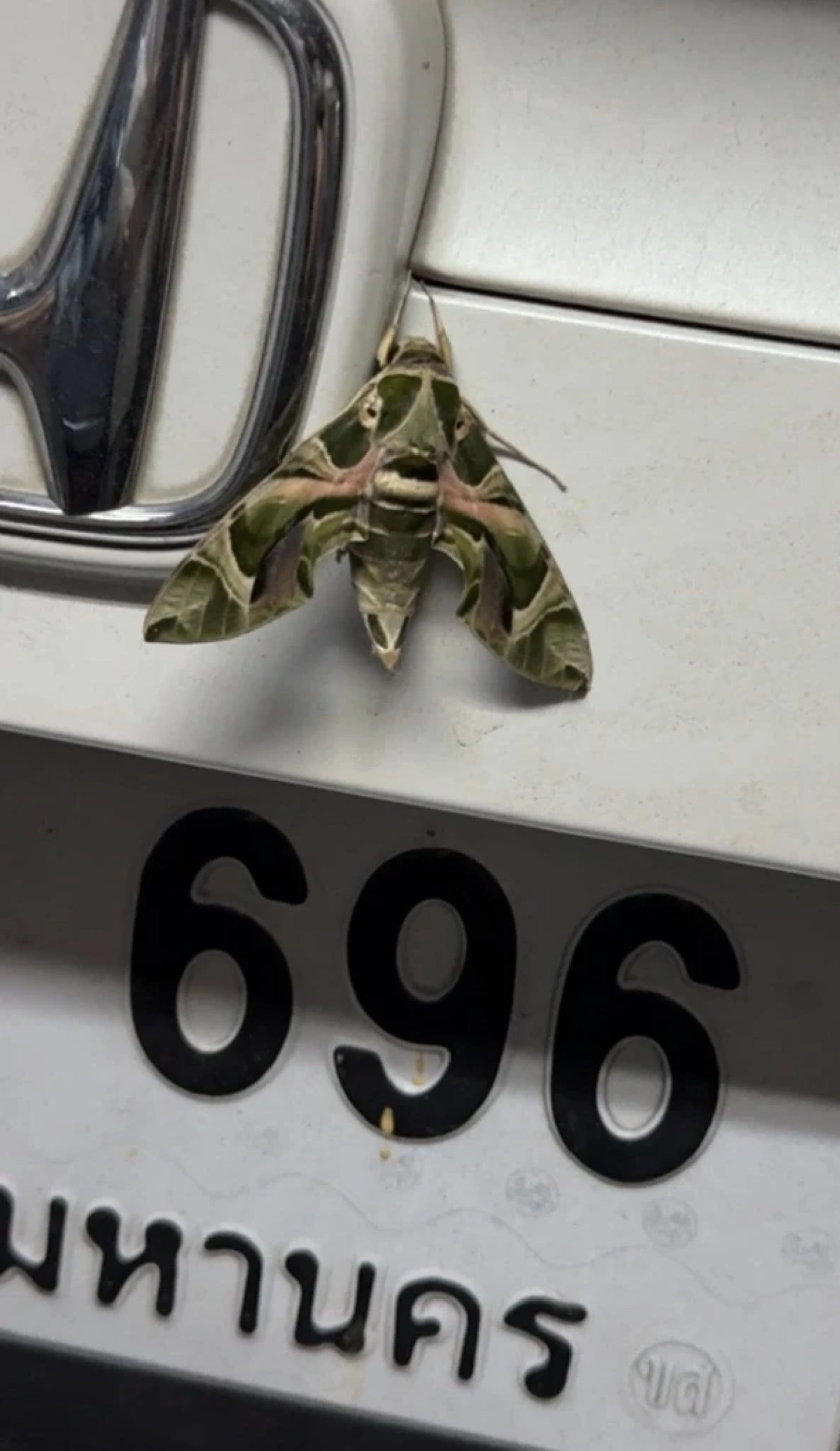 เลขเด็ดงวดนี้ 16/3/69 ผีเสื้อเกาะเลขทะเบียนรถ "น้องอัยวา-น้องอัญญา"