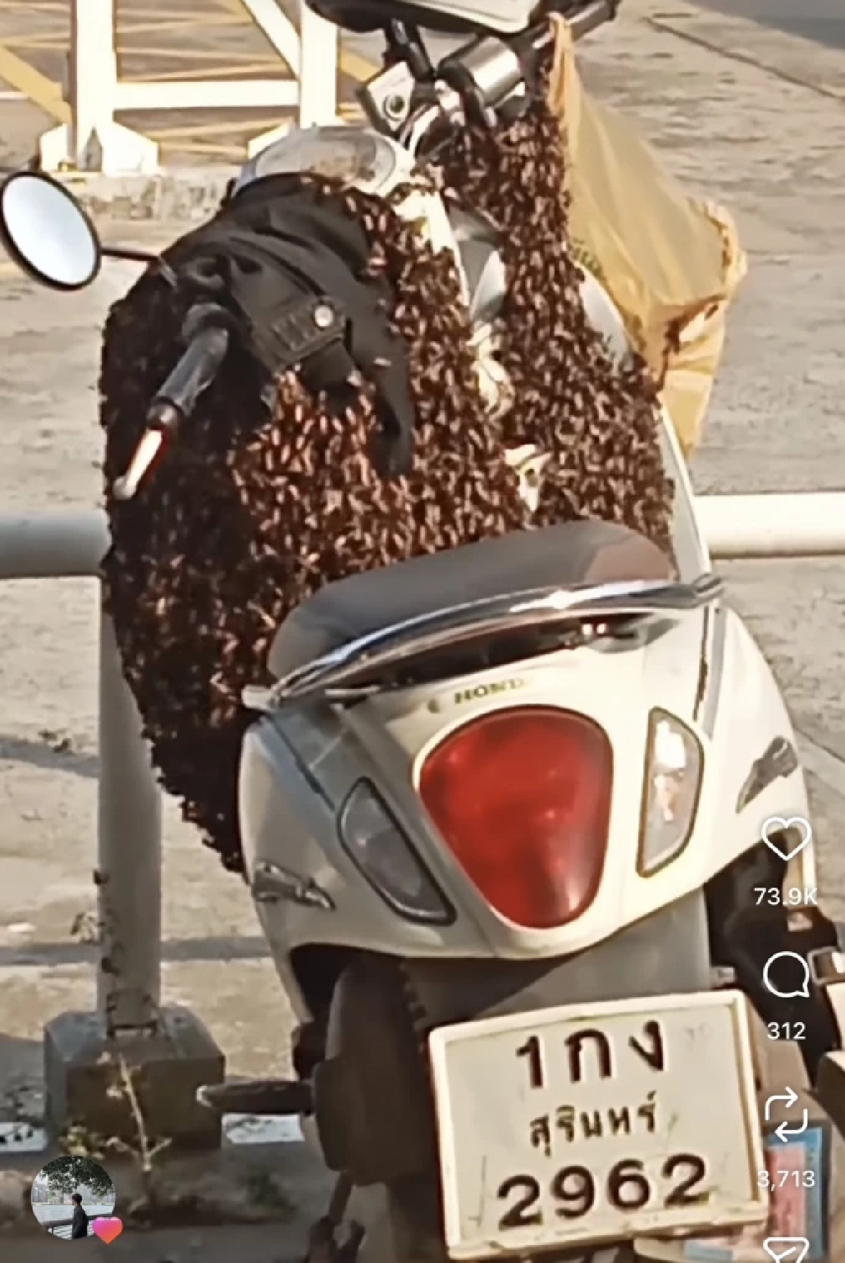 เลขเด็ด'ฝูงผึ้งหลวง' 1/4/69 คอหวยตาไวควานหาสนั่น เลขมอเตอร์ไซค์