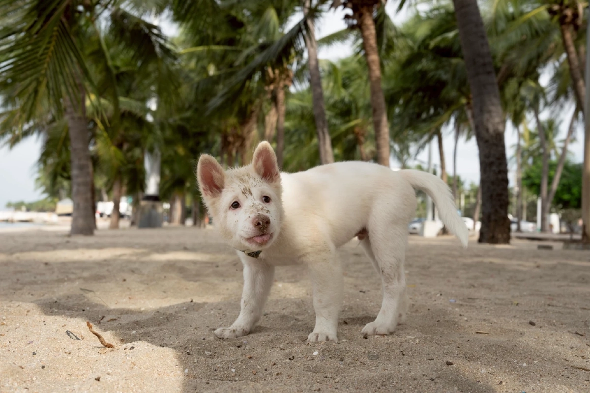 เบื้องหลัง "โกฮัง" 3 ช่วงวัย 3 ผู้กำกับ ผนึกกำลังถ่ายทอดชีวิตสุดท้าทาย